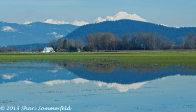 Mt. Baker from Skagit Valley