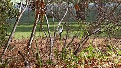 IMG_0039.jpg