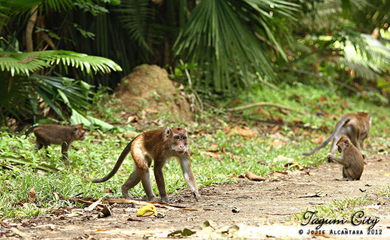 Wild  monkeys, Hijo Plantation Estate