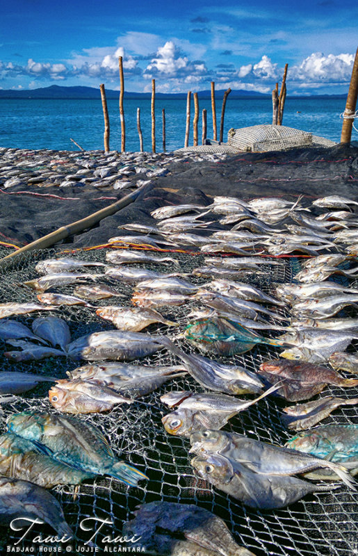 Dried fish on badjao stilts