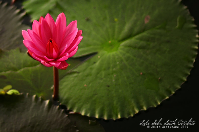 Lily at sunrise