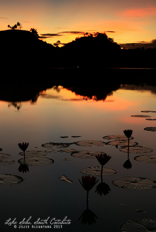 Lilies at sunrise