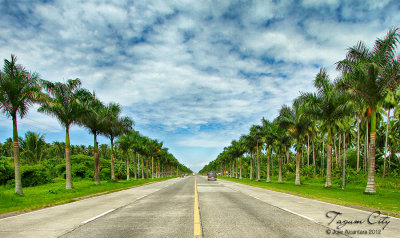 Palm tree-lined highway