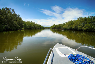 Mangroves in river cruise