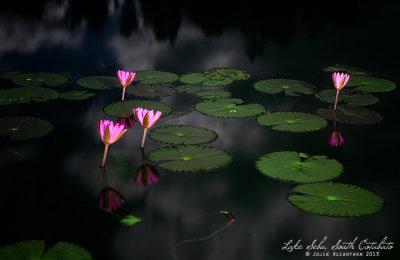 Lilies on a full moon