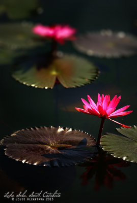 Lilies at sunrise