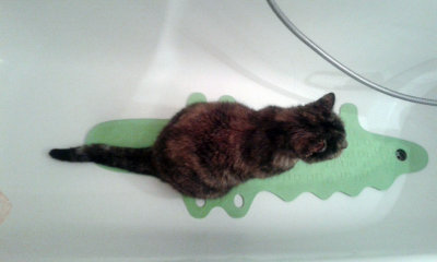 A cat over an alligator
