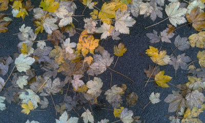 Rainy autumn