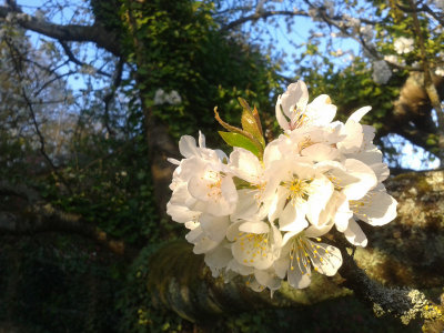 Cherry blossom