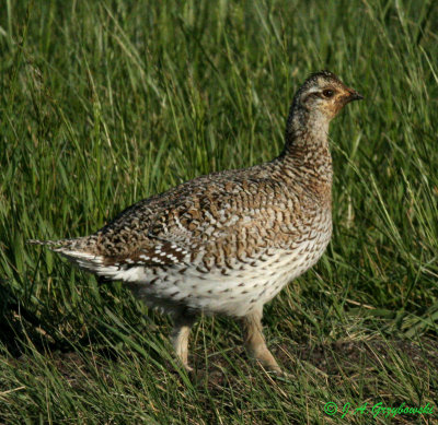 Sharp-tailed Grouse