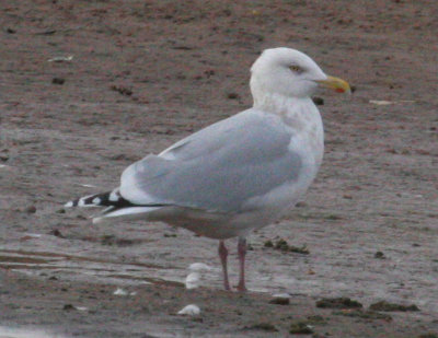 Glaucous X Herring Gull hybrid