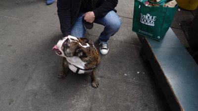 Stalking Bulldogs and Redheads in Seattle