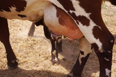 Calf Milking (1).jpg