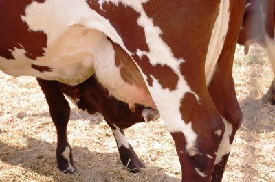 Calf Milking (2).jpg