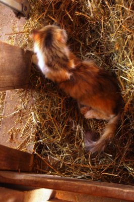 Cat in Brush Hay.jpg