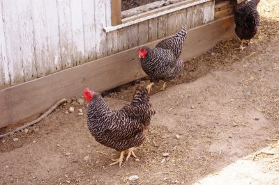 Chickens at Prophetstown (1).jpg