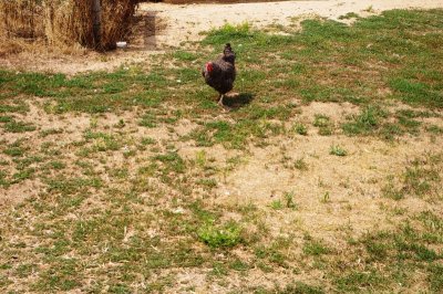 Chickens at Prophetstown (2).jpg