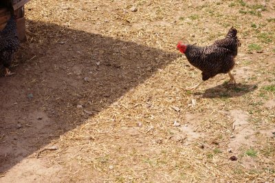 Chickens at Prophetstown (3).jpg