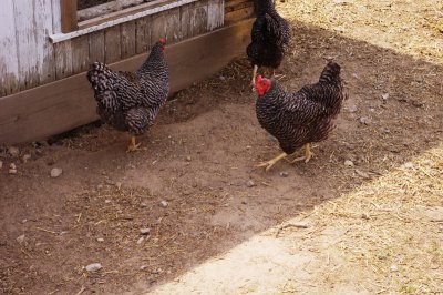 Chickens at Prophetstown (4).jpg