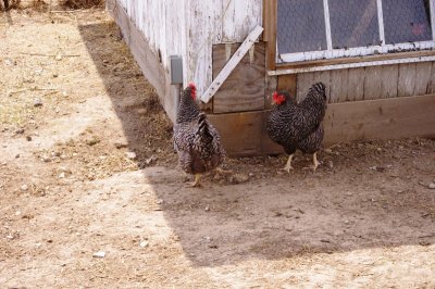 Chickens at Prophetstown.jpg