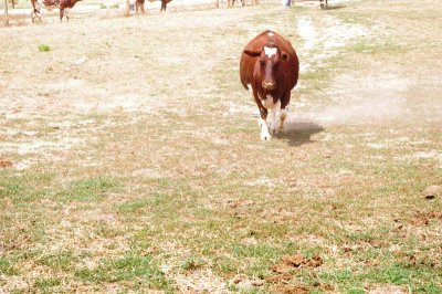 Cows Coming Home (1).jpg