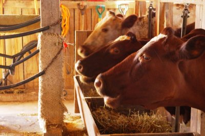 Cows Ready For Feed (2).jpg