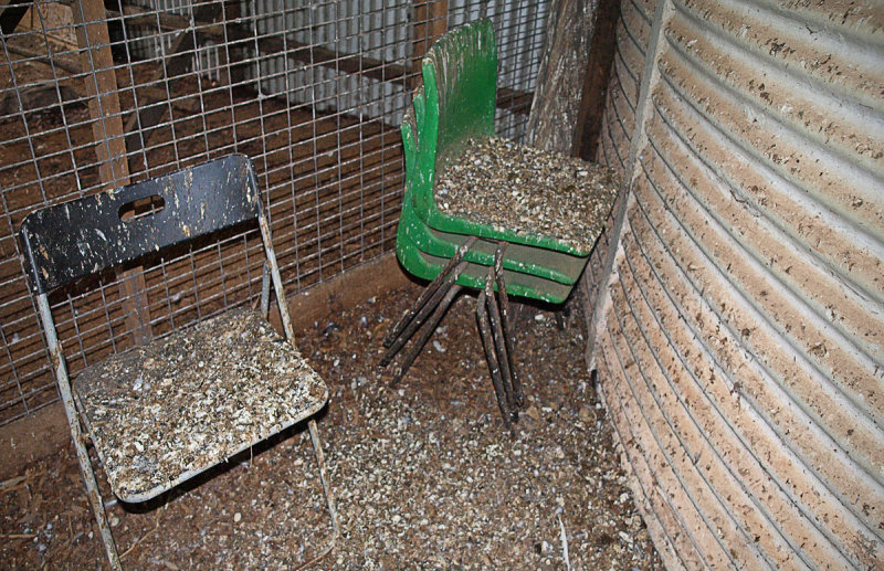 Worst photo ever taken ? - Guano, Plastic Chairs and Corro