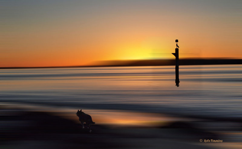 Black  Dog at Sunset
