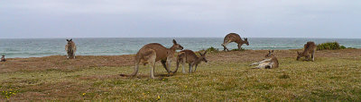 The Ocean and the Roos