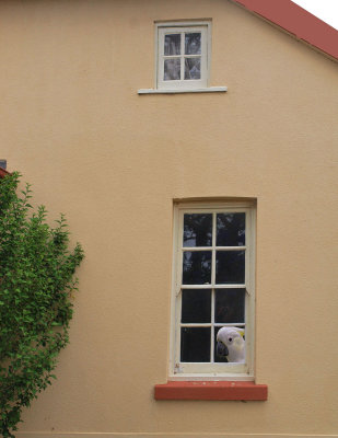 Two Windows and a Tree with a Cockatoo
