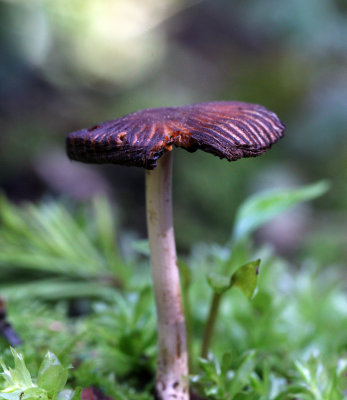 split mushroom.jpg