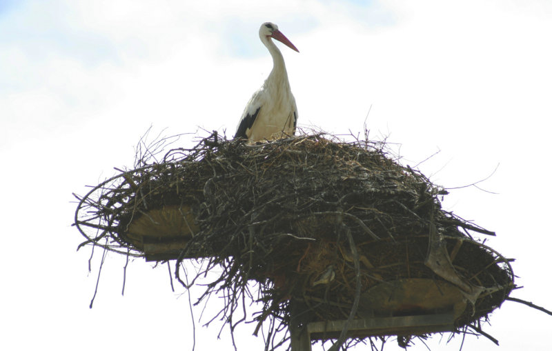 - Castro Verde, Stork on nest.JPG