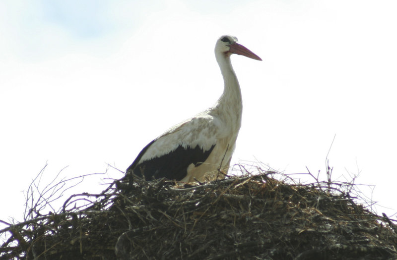 Castro Verde, Stork on nest 5.JPG