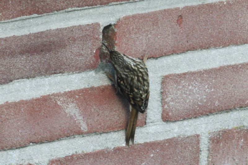  Short-toed Treecreeper (Certhia brachydactyla) Rotterdam