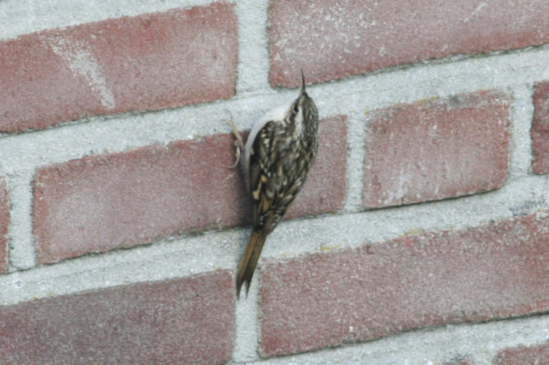  Short-toed Treecreeper (Certhia brachydactyla) Rotterdam