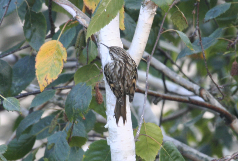  Short-toed Treecreeper (Certhia brachydactyla) Rotterdam