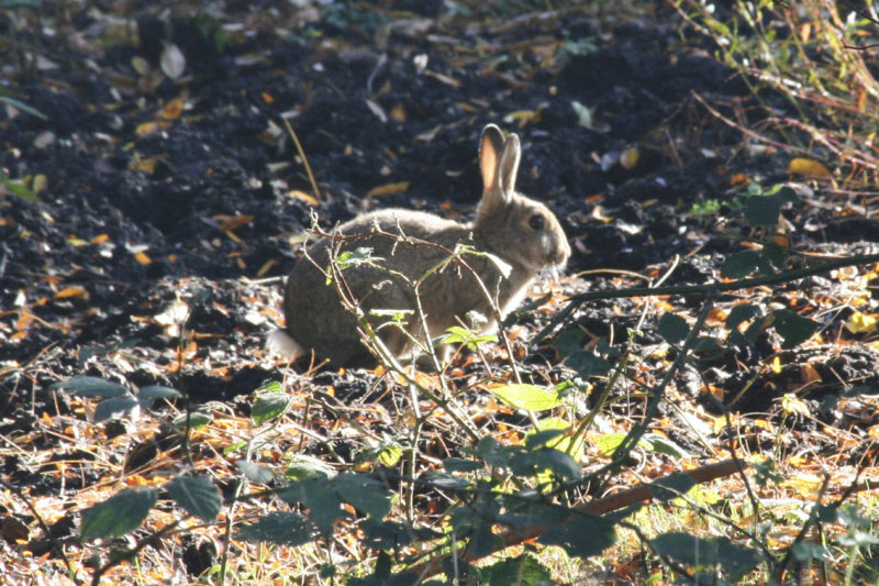 European Rabbit (Oryctolagus cuniculus) Rotterdam