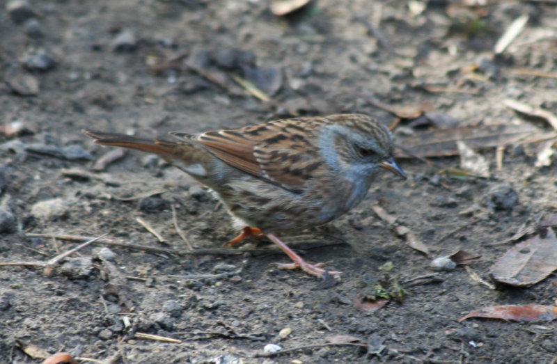 Dunnock (Prunella modularis) Rotterdam