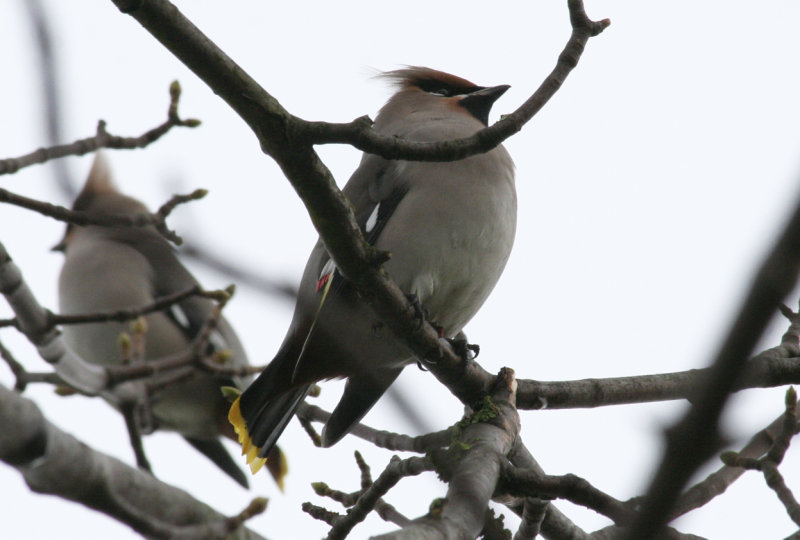 Bohemian Waxwing (Bombycilla garrulus) Hellevoetsluis, Netherlands