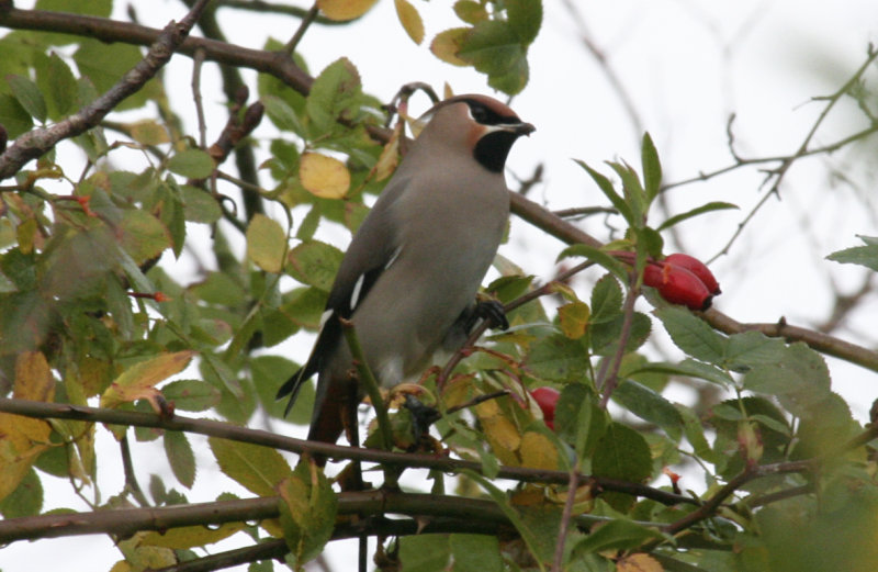 Bohemian Waxwing (Bombycilla garrulus) Hellevoetsluis, Netherlands