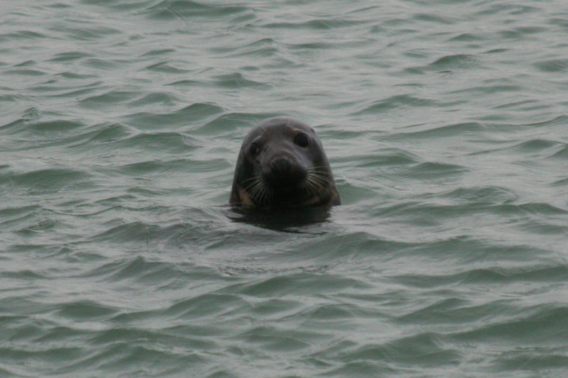 Grey Seal (Halichoerus grypus) Brouwersdam