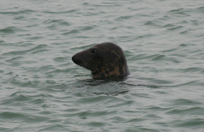 Grey Seal (Halichoerus grypus) Brouwersdam 10-11-2012.JPG