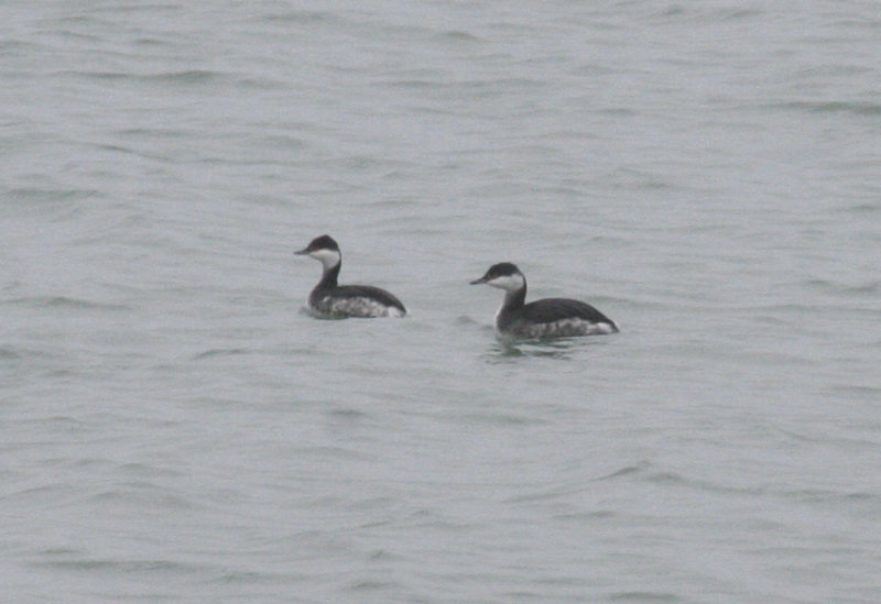 Horned Grebe (Podiceps auritus) Brouwersdam 10-11-2012