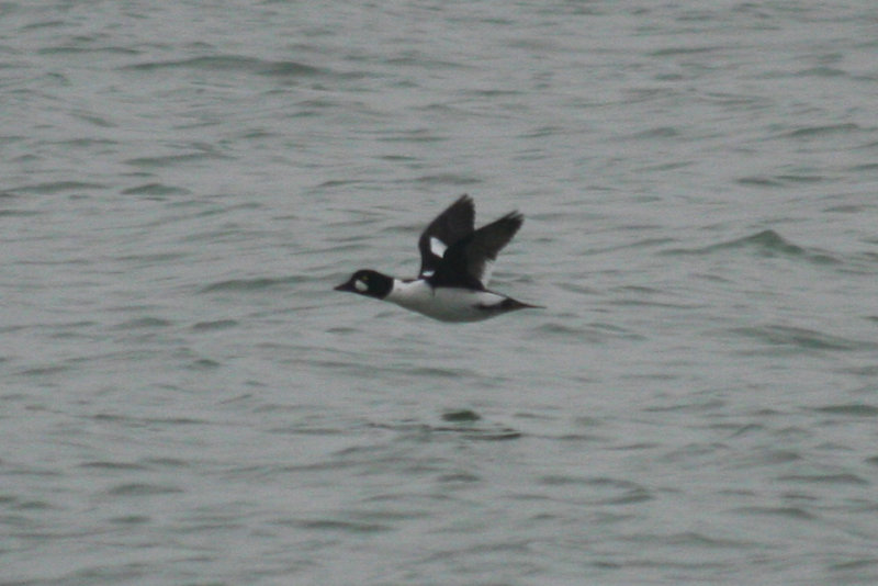 Common Goldeneye (Bucephala clangula) Brouwersdam 10-11-2012.JPG