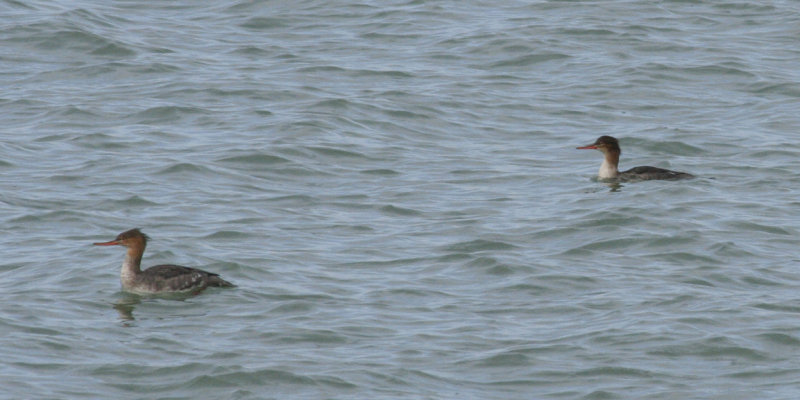 Red-breasted Merganser (Mergus serrator) Brouwersdam