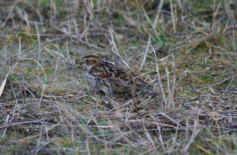 Lapland Bunting (Calcarius lapponicus) 23-12-2012 Kwade Hoek, Goedereede