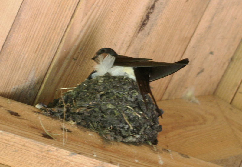 Barn Swallow (Hirundo rustica) Muritz NP 22-6-2012.JPG
