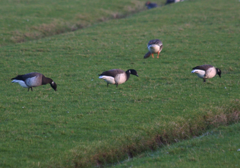 Pale-bellied Brent Goose (Branta hrota) Camperduin Vereenigde Harger en Pettemerpolder
