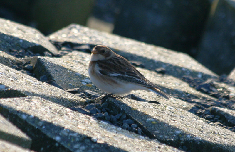 Snow Bunting (Plectrophenax nivalis) Hondsbosse Zeewering