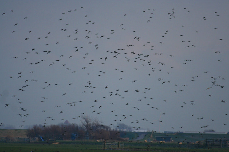 European Golden Plover (Pluvialis apricaria) Camperduin, Vereenigde Harger en Pettemerpolder